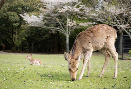 古都の町並みを散策しながら「ふふ 奈良」へ